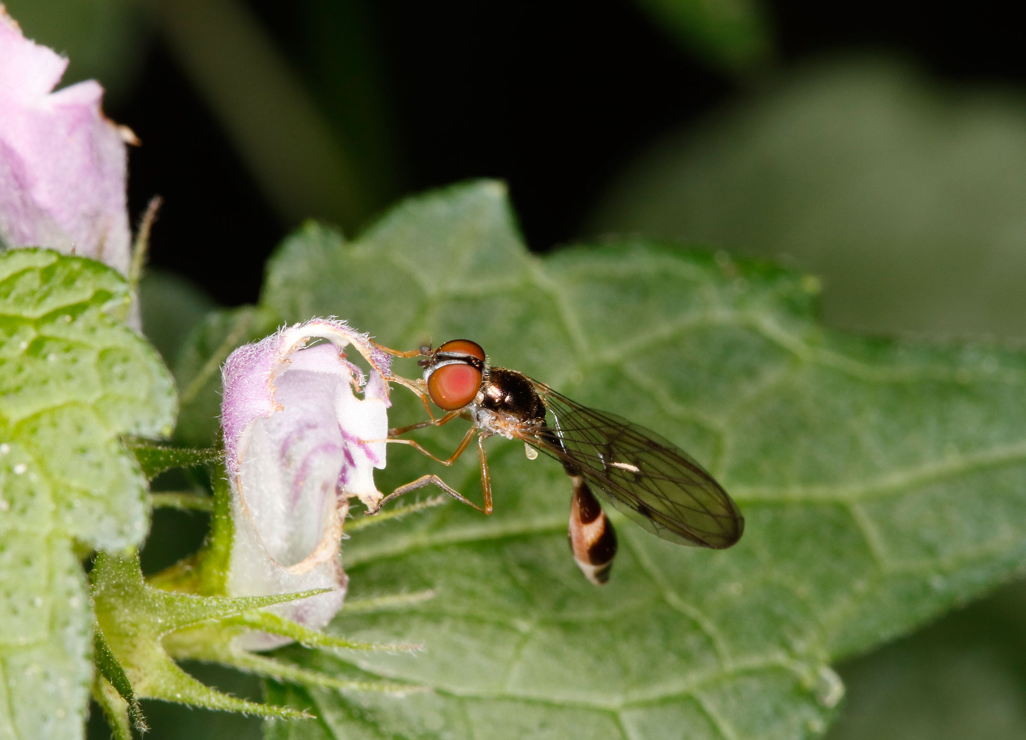 Syrphidae: Baccha elongata maschio e femmina